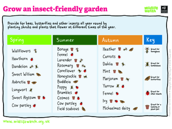 Grow an insect friendly garden illustration