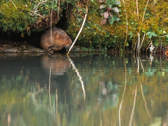 Water vole - Tom Ellis