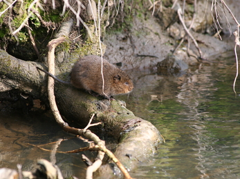 Water vole -Nick Mott