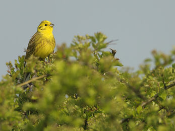 A bright yellow bird perched in a bright green bush or tree