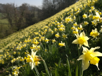 Daffodil