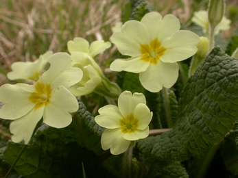 Primroses: No doubt you will have seen brightly coloured primroses potted up in cheerful arrangements at your local grocery store. These are a feast for the eyes in a spring display, but did you know the subtler creamy coloured variety are actually native to the UK?  That’s right, these hardy little flowers have been here for a long time. In fact, seeing them bloom in a woodland means that wooded area is likely to be very old, possibly even classed as ancient woodland. As a native species, it’s an important