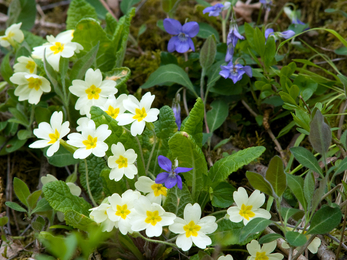 Primroses