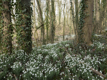 Snowdrops loynton moss