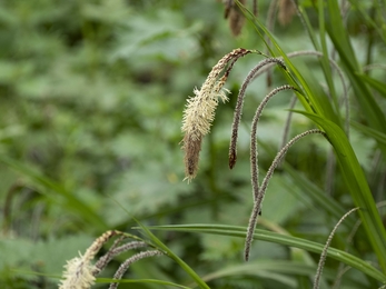 A pendulous sedge sedge in flower