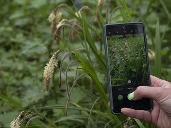 pendulous sedge being photographed with a mobile phone