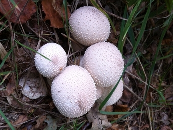 Common puffball