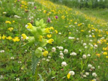 hay meadow yellow rattle