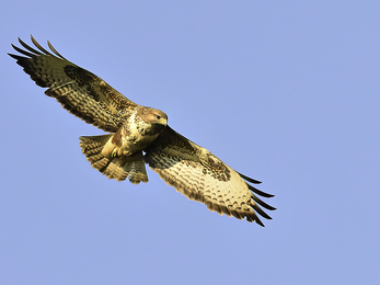 Buzzards are the most frequently seen medium-sized birds of prey. They have broader wings and shorter tails than the harriers or red kite. Their plumage can vary from a uniform dark brown to much paler shades.