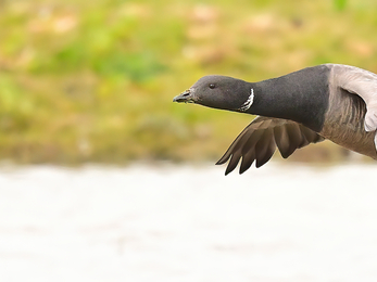 A large bird with a dark grey/brown neck and grey wings in mid flight over a body of water