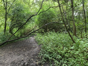 A path through a wet woodland with small trees partway fallen over the path. Either side of the path is surrounded by dense foliage.
