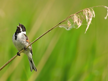 A reed bunting perches on a reed and opens its beak in song. The reed bunting is a streaky brown bird. In summer, the males have black heads and black throats extending down into a bib, with a white collar and white 'moustache'. In winter the head is mostly brown, though the white collar and 'moustache' are still obvious. The throat becomes pale, though there are usually traces of the dark bib still visible.