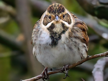 A reed bunding clings to twig. The reed bunting is a streaky brown bird. In summer, the males have black heads and black throats extending down into a bib, with a white collar and white 'moustache'. In winter the head is mostly brown, though the white collar and 'moustache' are still obvious. The throat becomes pale, though there are usually traces of the dark bib still visible