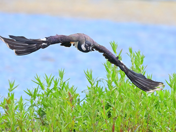 A lapwing swoops over a wetland. Lapwings can be recognised by their long crests, black and white patterns, and very broad, round wingtips. From a distance, lapwings look black and white, but up-close, the back has an iridescent green and purple sheen.
