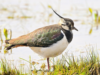 A lapwing on the grassy ledge of a pool. Lapwings can be recognised by their long crests, black and white patterns, and very broad, round wingtips. From a distance, lapwings look black and white, but up-close, the back has an iridescent green and purple sheen.