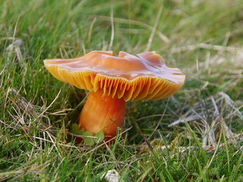A bright orange waxcap fungi sitting among grass