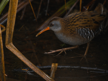 A grey/brown wading bird with long legs and a long orange beak. The bird emerges from dark reads