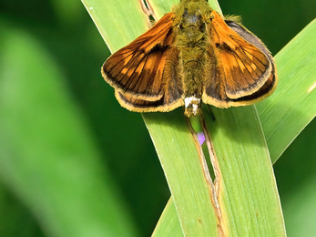 Large skipper butterfly - a brown and orange butterfly sitting on a green blade of grass