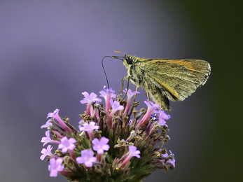 Small skipper butterfly feeding on a pink flower. It has brown underwings with a streak of orange.
