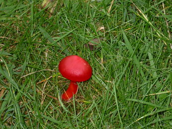 A striking small red fungi growing among grass