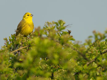 A yellowhammer, a small bird with a bright yellow throat and yellow-brown wings, sat at the top of a dense hedge