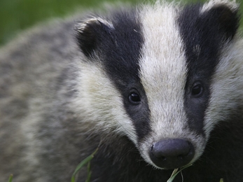 badger cub