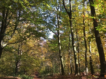 Autumn woodland