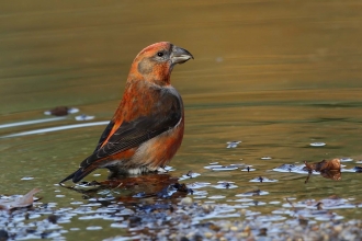 Crossbill