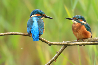 Kingfishers