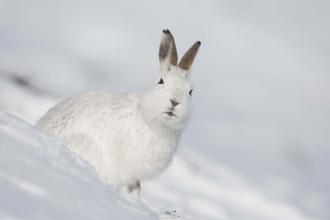 Mountain hare