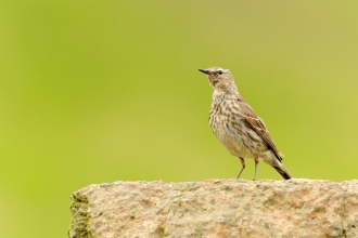 Rock pipit