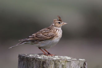 Skylark