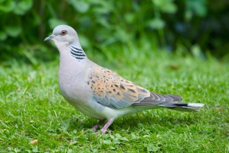 Turtle dove