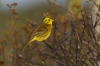 Yellowhammer