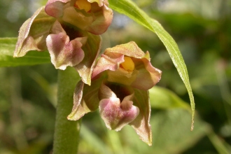 Broad-leaved Helleborine