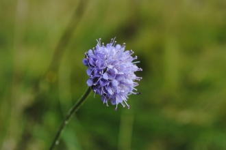 Devil's-bit Scabious