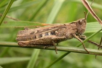 Common Field Grasshopper