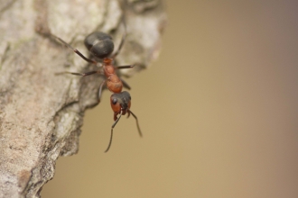 Southern Wood Ant