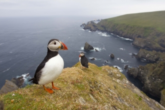 Puffins on cliff