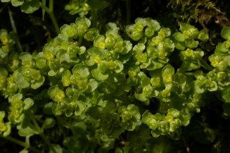 Opposite-leaved Golden Saxifrage