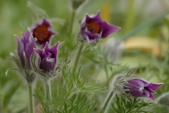 Pasqueflower