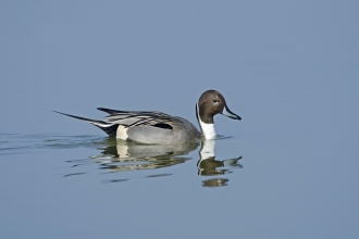 A drake pintail swimming across a glassy lake, leaving ripples in its wake