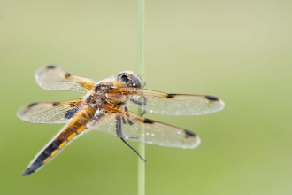 Four-spotted Chaser