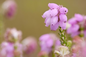 Cross-leaved Heath