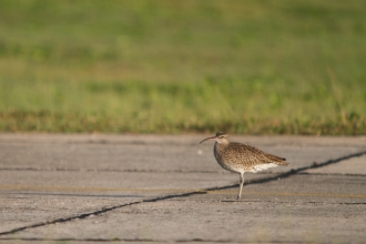 Whimbrel