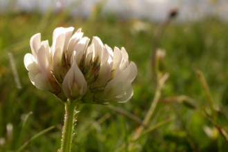 White Clover