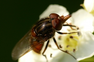 Heineken Fly