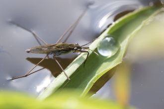 Common Pond Skater