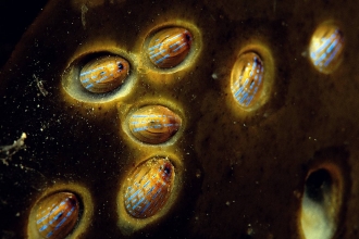 Blue-rayed limpets