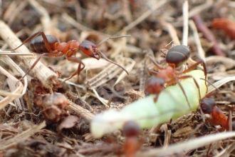 Narrow-headed ants